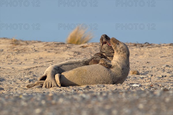 Grey Seals
