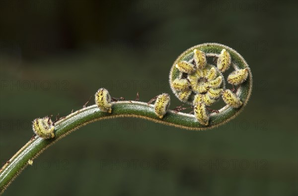 Evolving growing tip of a fern frond