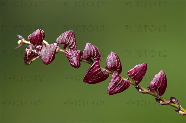 Neotropical Miniaturorchidee Stelis spec.