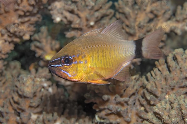 Flower cardinalfish