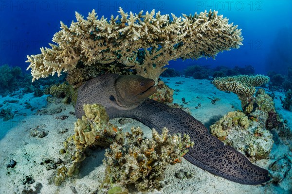 Giant Moray