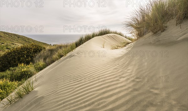 Sand Dune