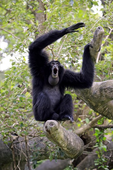 Siamang