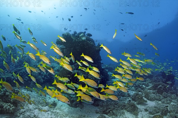 School of Bluestripe Snapper