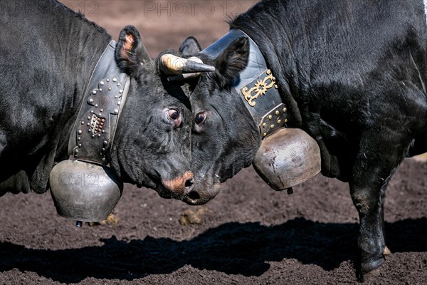 Herens cows locking horns during a cow fight