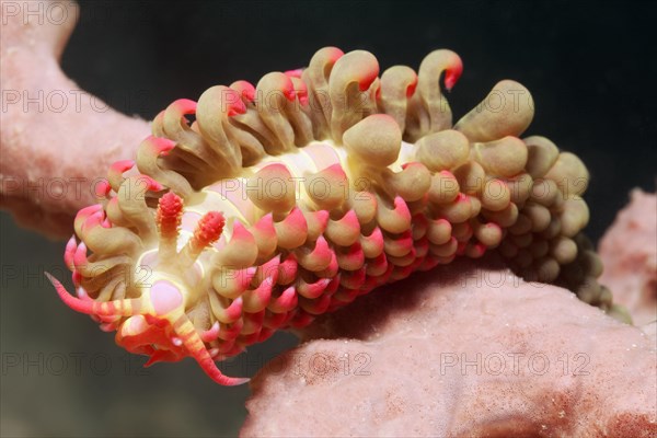 Aeolidida crawling over Sponge