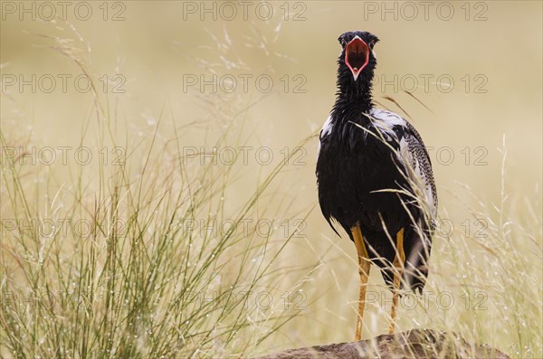 Northern Black Korhaan