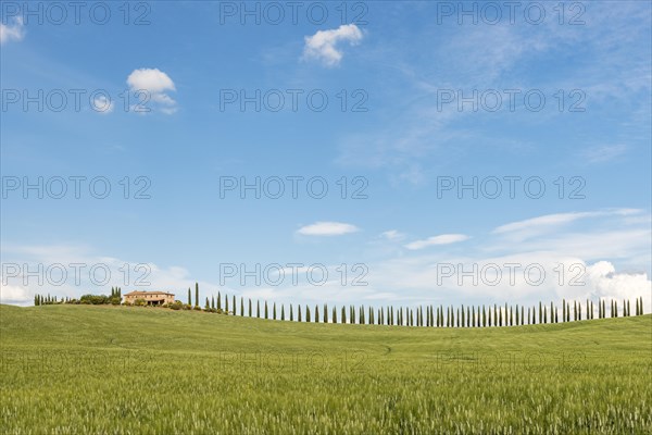 Country estate Poggio Covili with road lined with cypress trees