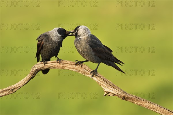 Western jackdaws