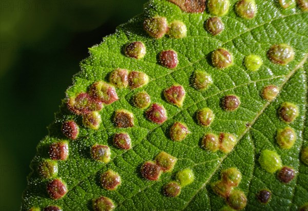 Gall or gall bladder of the gall mite