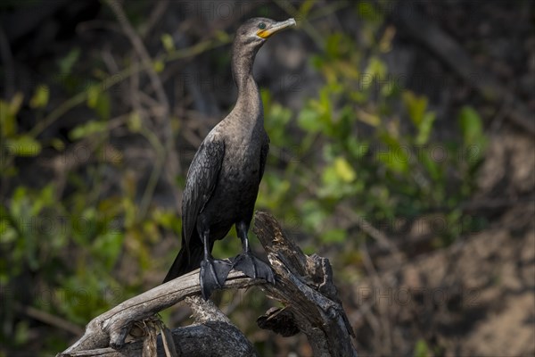 Olivaceous cormorant