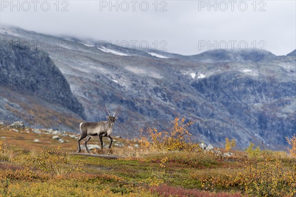 Reindeer