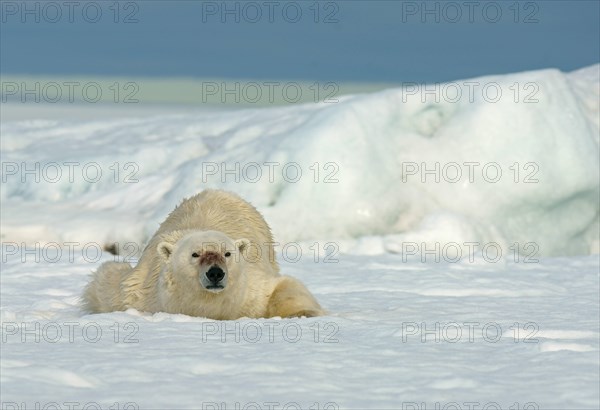 Polar bear