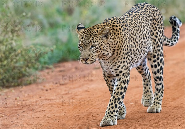 Leopard