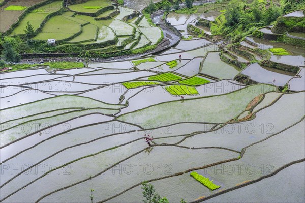 Rice terraces of Banaue