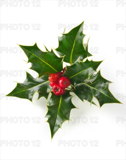 Holly leaves