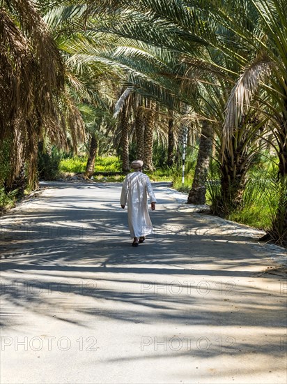 Date palm grove