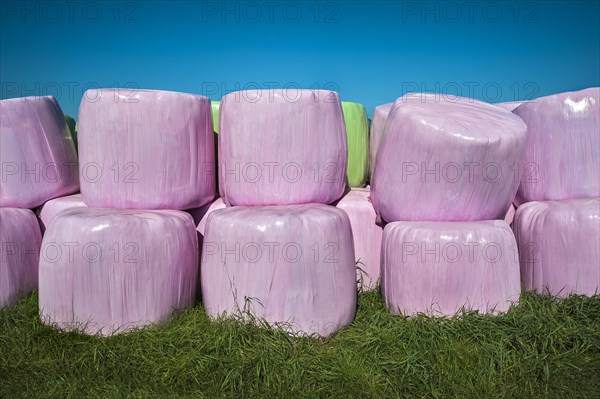 Silage bales in pink and green plastic wrap