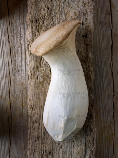 Fresh picked King trumpet mushroom