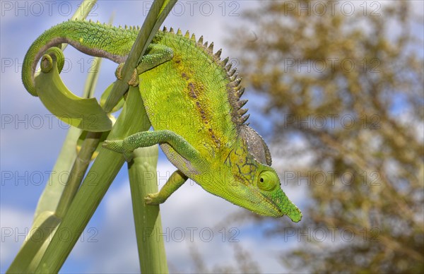 Antimena chameleon