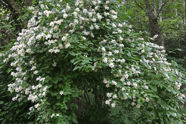 English dogwood or sweet mock-orange