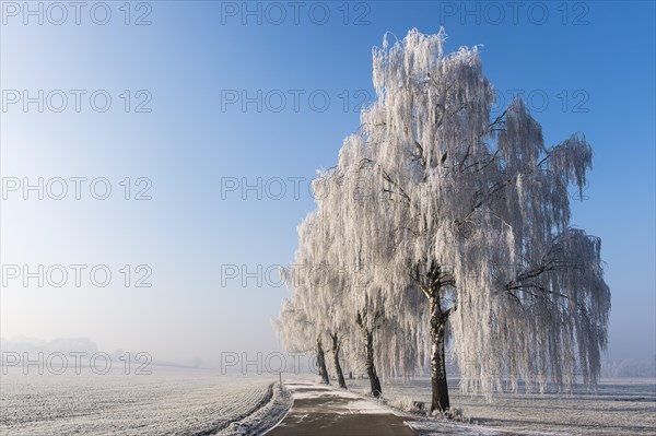 Winter landscape