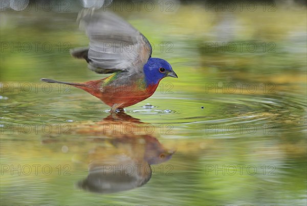Painted Bunting