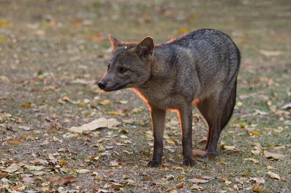 Crab-eating Fox