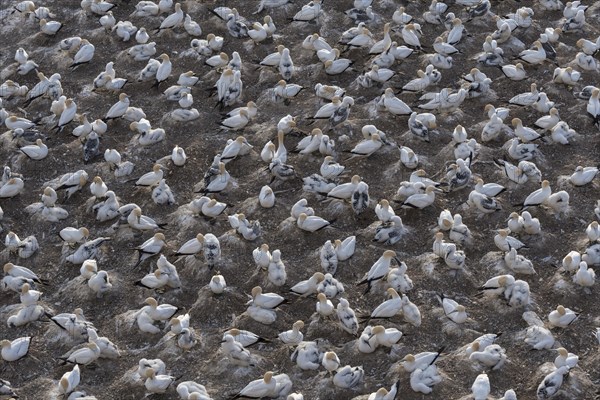 Australasian gannets