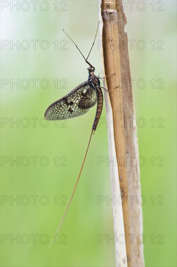 Mayfly