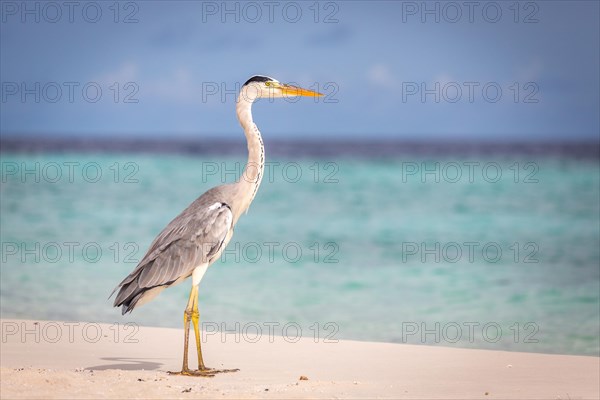 Grey Heron