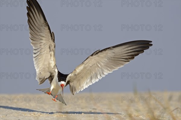 African skimmer