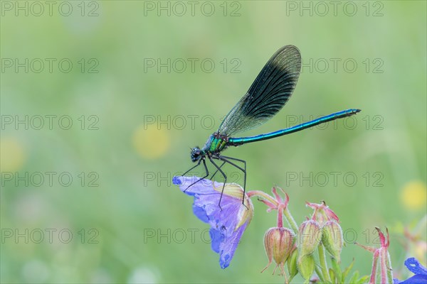 Banded demoiselle