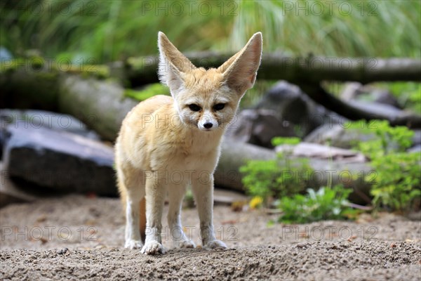 Fennec