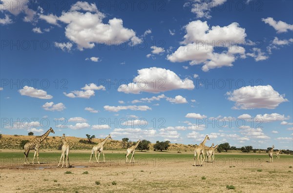 Southern Giraffes