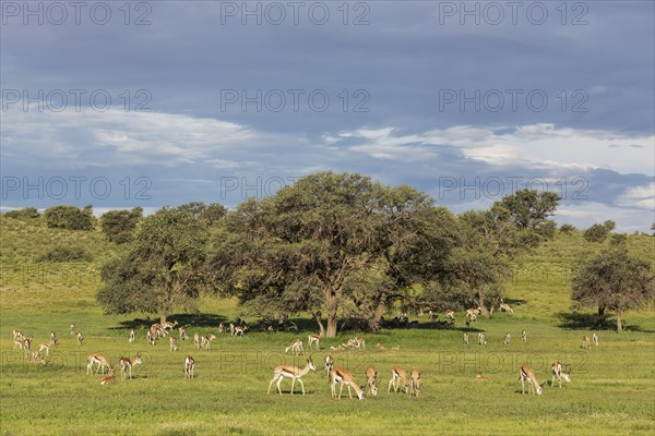 Springboks