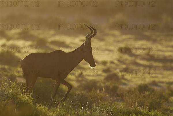 Red hartebeest