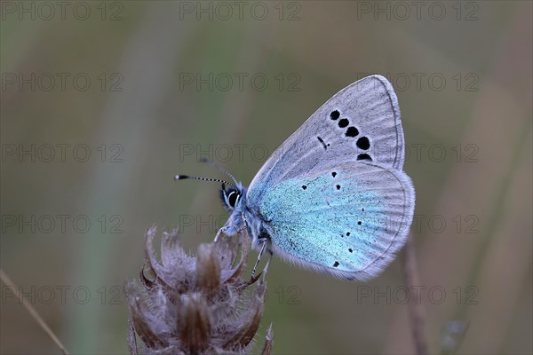 Green-Underside Blue