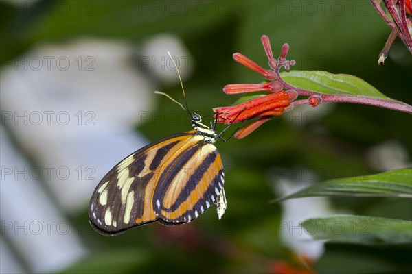 Passion flower butterfly