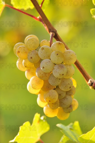 Riesling grapes