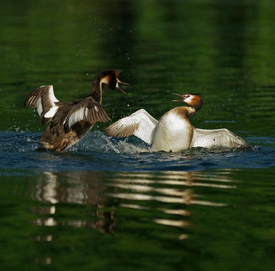 Great crested grebes