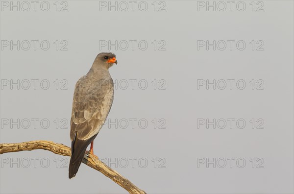 Pale-chanting Goshawk