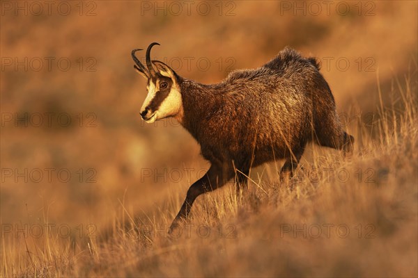 Chamois