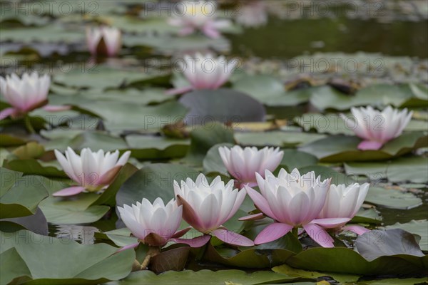 Water lilies