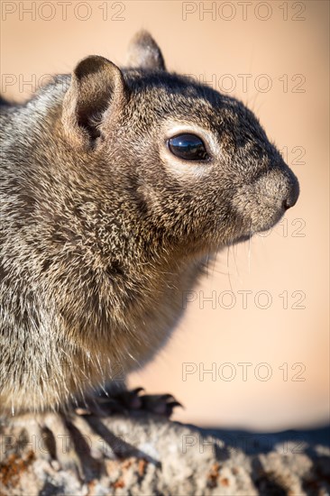 Rock squirrel