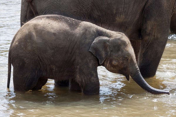 Asian elephant