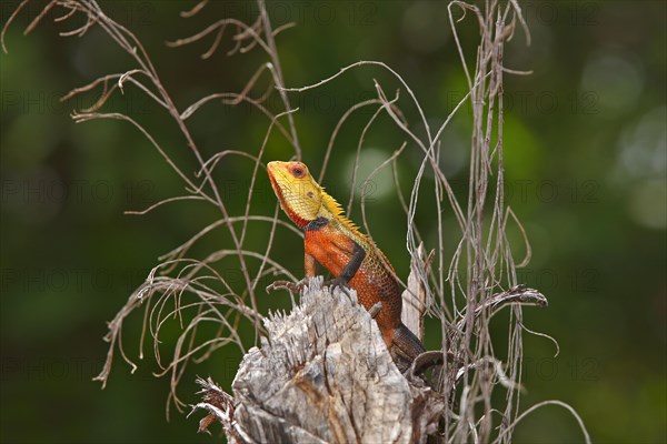 Oriental Garden Lizard