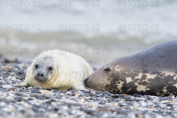 Grey seal