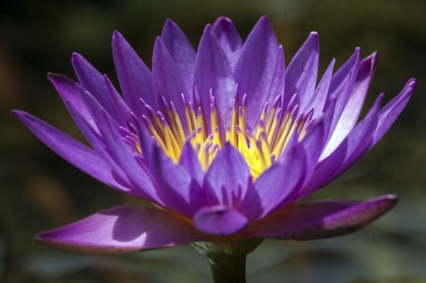 Blue lotus