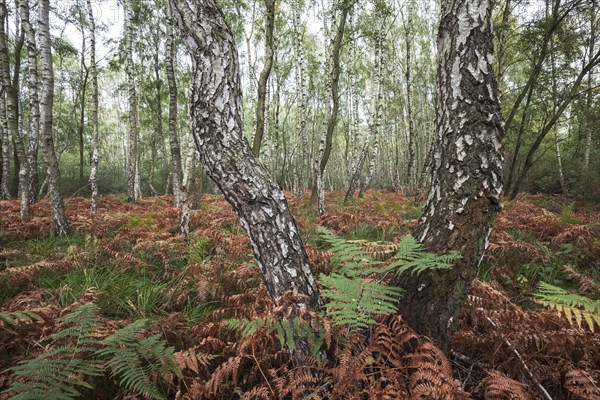 Moor birch trees